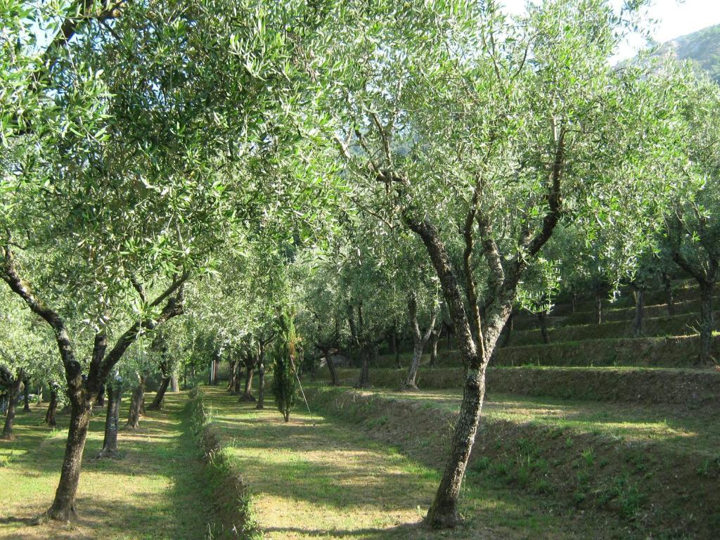 Penzion L'Arcadia Pietrasanta Exteriér fotografie